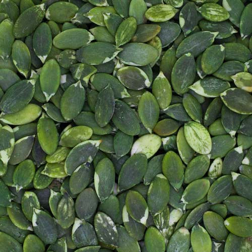 YIU FUNG STORE Pumpkin Seed Kernels 150g【么鳳士多】白瓜子仁 150g